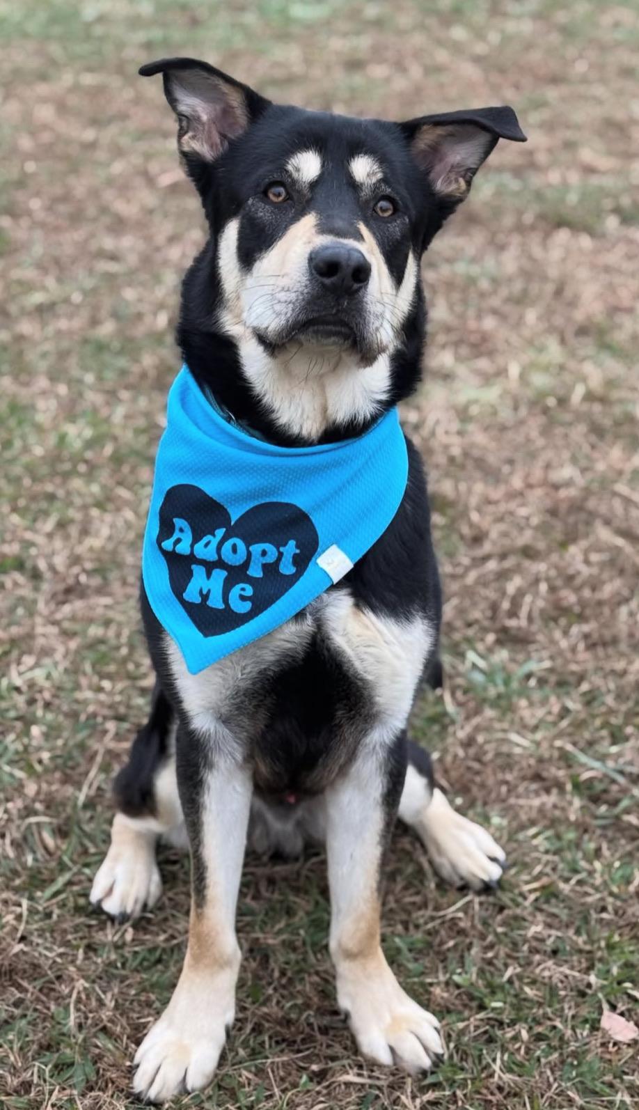 Enlarge Waylon, a ADOPTABLE mixed breed in Nashville, TN image 2/6