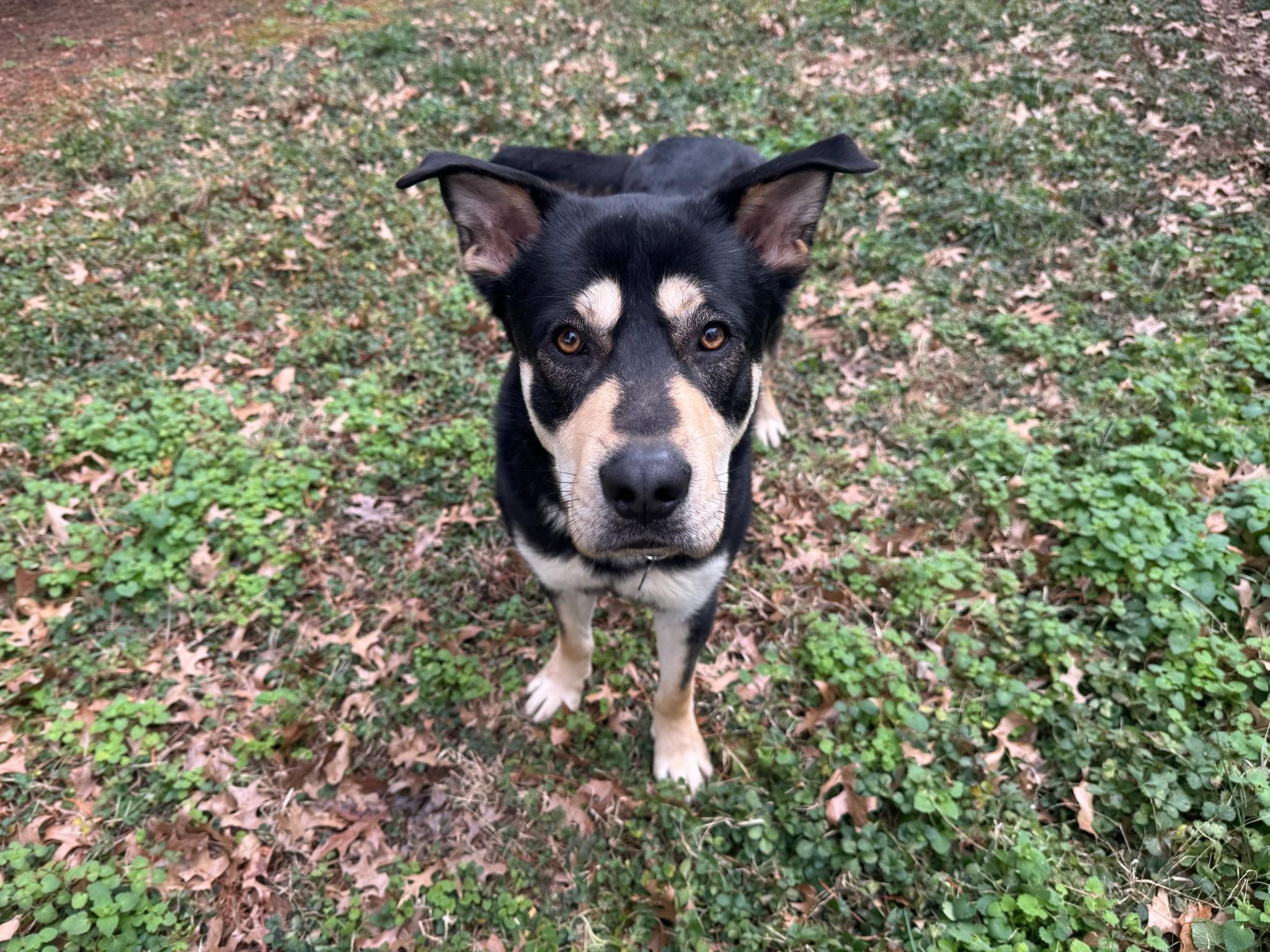 Enlarge Waylon, a ADOPTABLE mixed breed in Nashville, TN image 6/6
