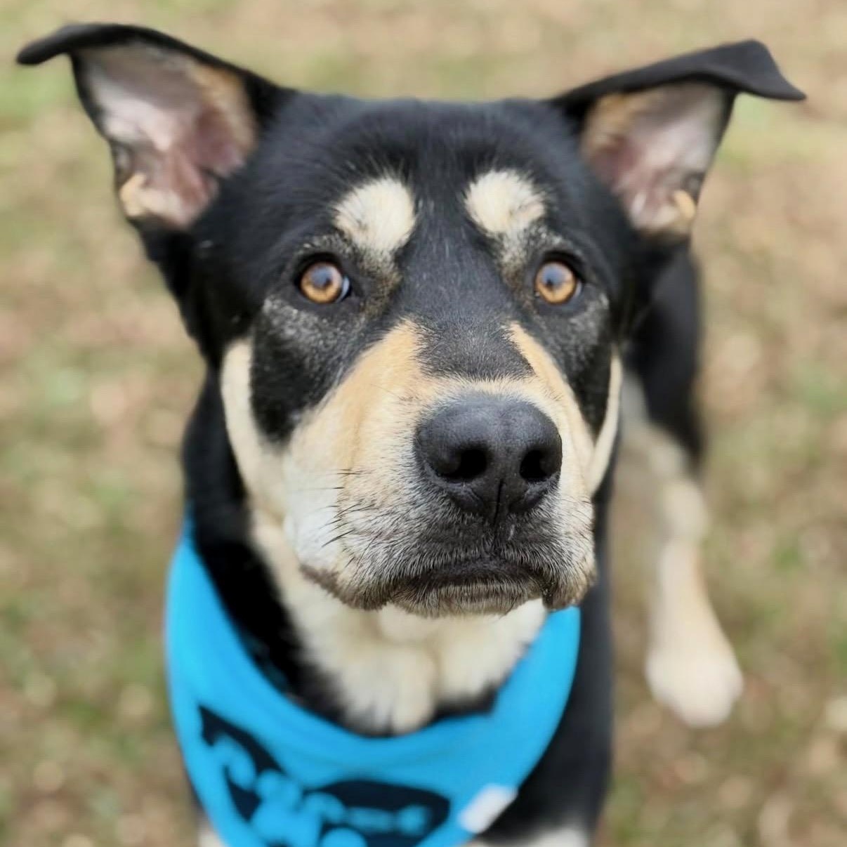 Waylon, ADOPTABLE, Young Male German Shepherd Dog.