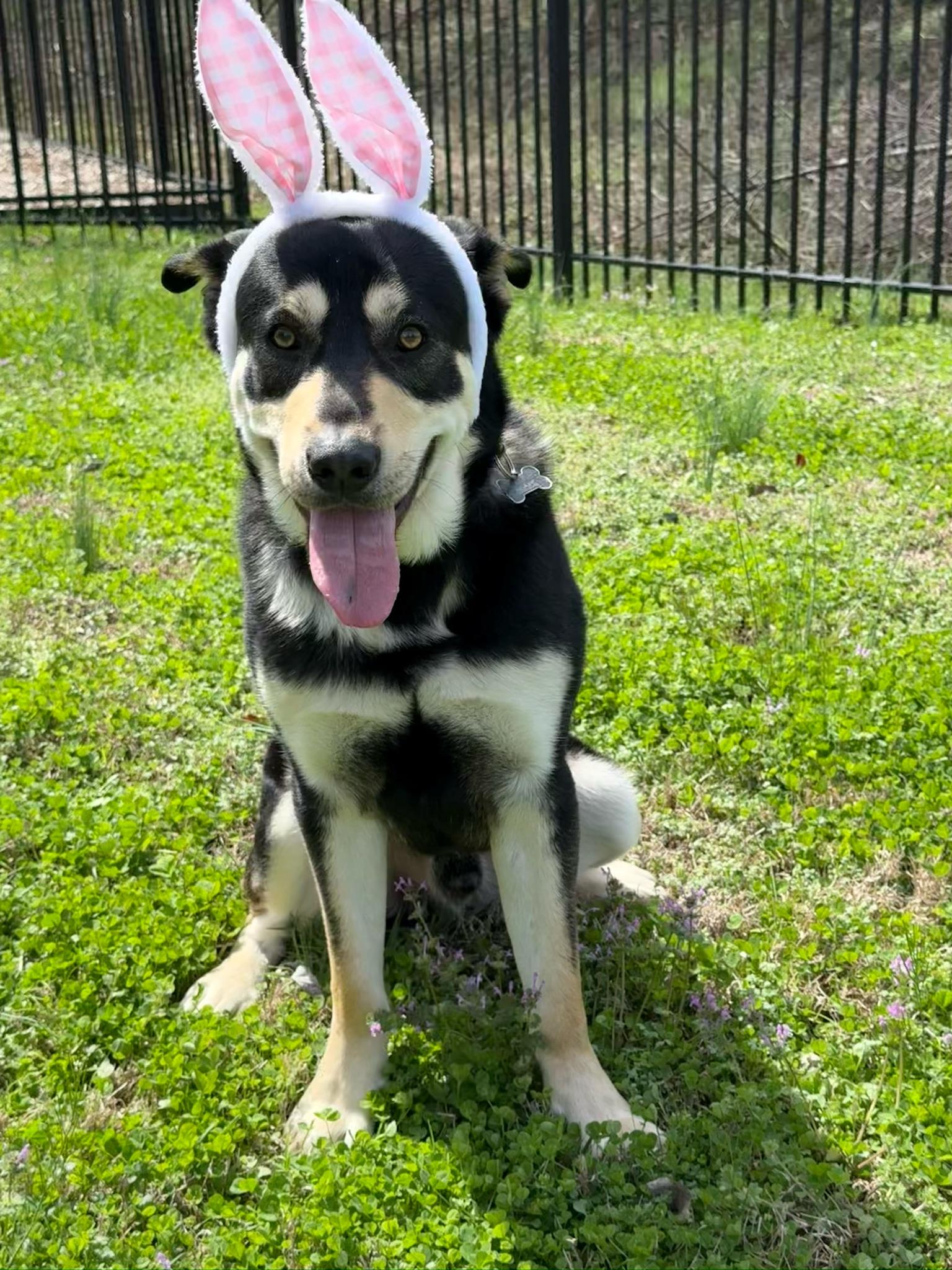 Enlarge Waylon, a ADOPTABLE mixed breed in Nashville, TN image 2/6