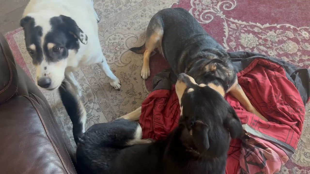 Enlarge Waylon, a ADOPTABLE mixed breed in Nashville, TN video 5/6