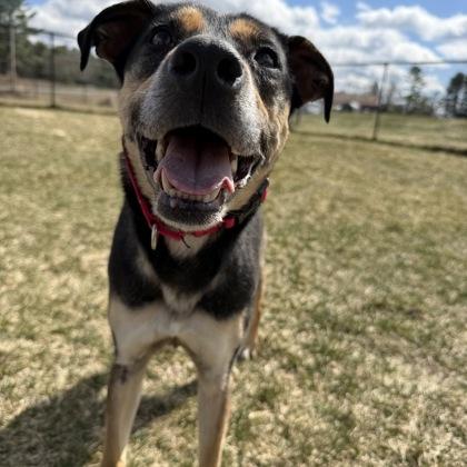 Enlarge Azul, a Adoptable mixed breed in East Montpelier, VT image 2/3