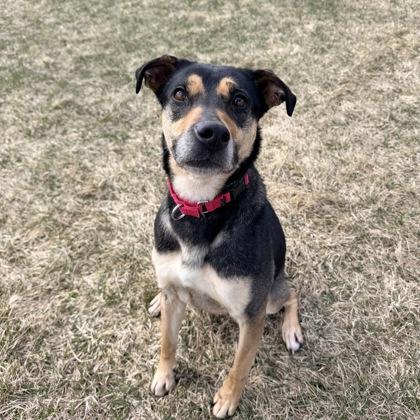 Azul, a Adoptable mixed breed in East Montpelier, VT image 2/3