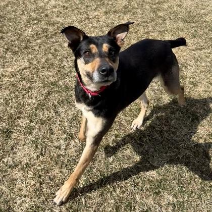 Azul, a Adoptable mixed breed in East Montpelier, VT image 3/3