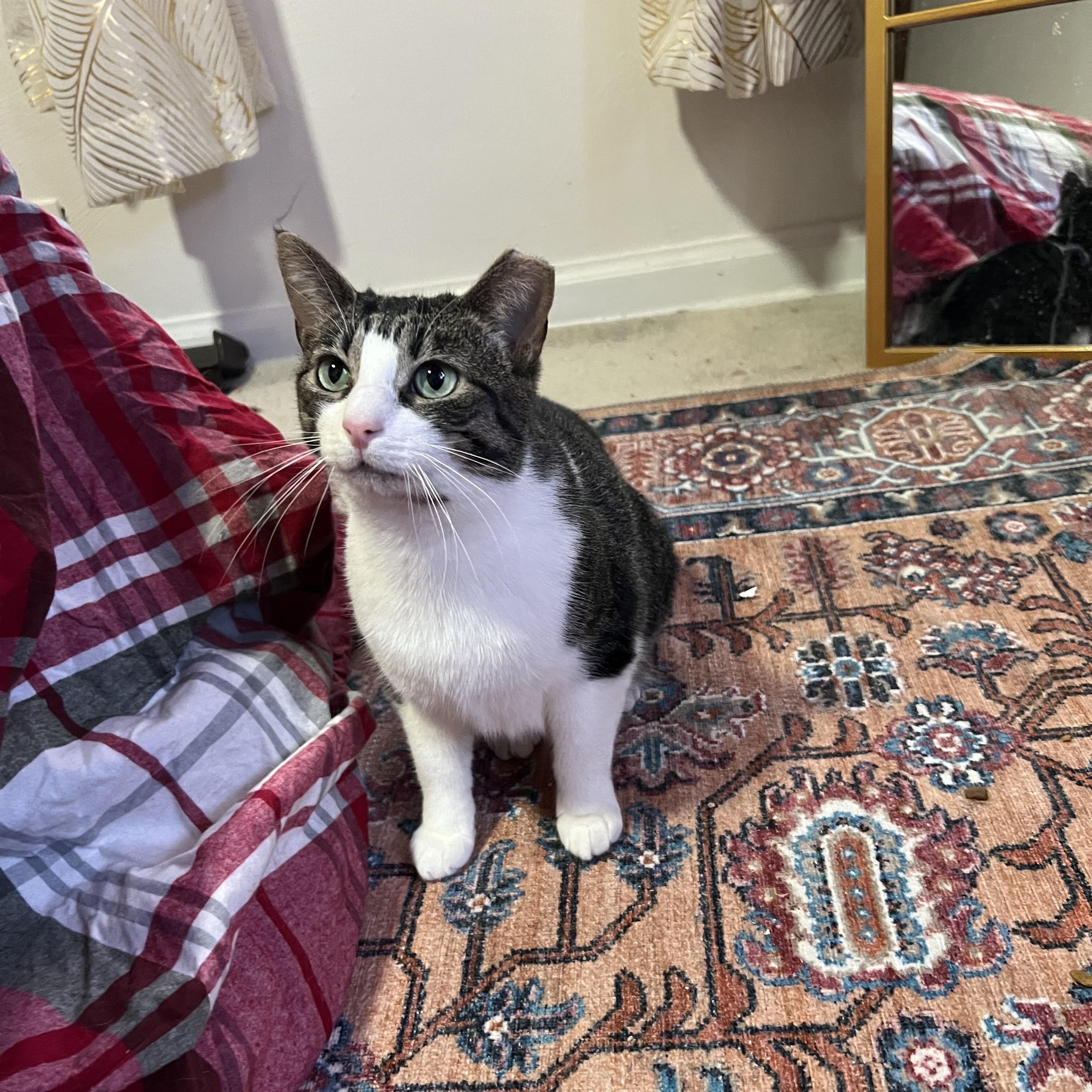 Enlarge Donna, a Adoptable Domestic Short Hair in Pittsburgh, PA image 6/6