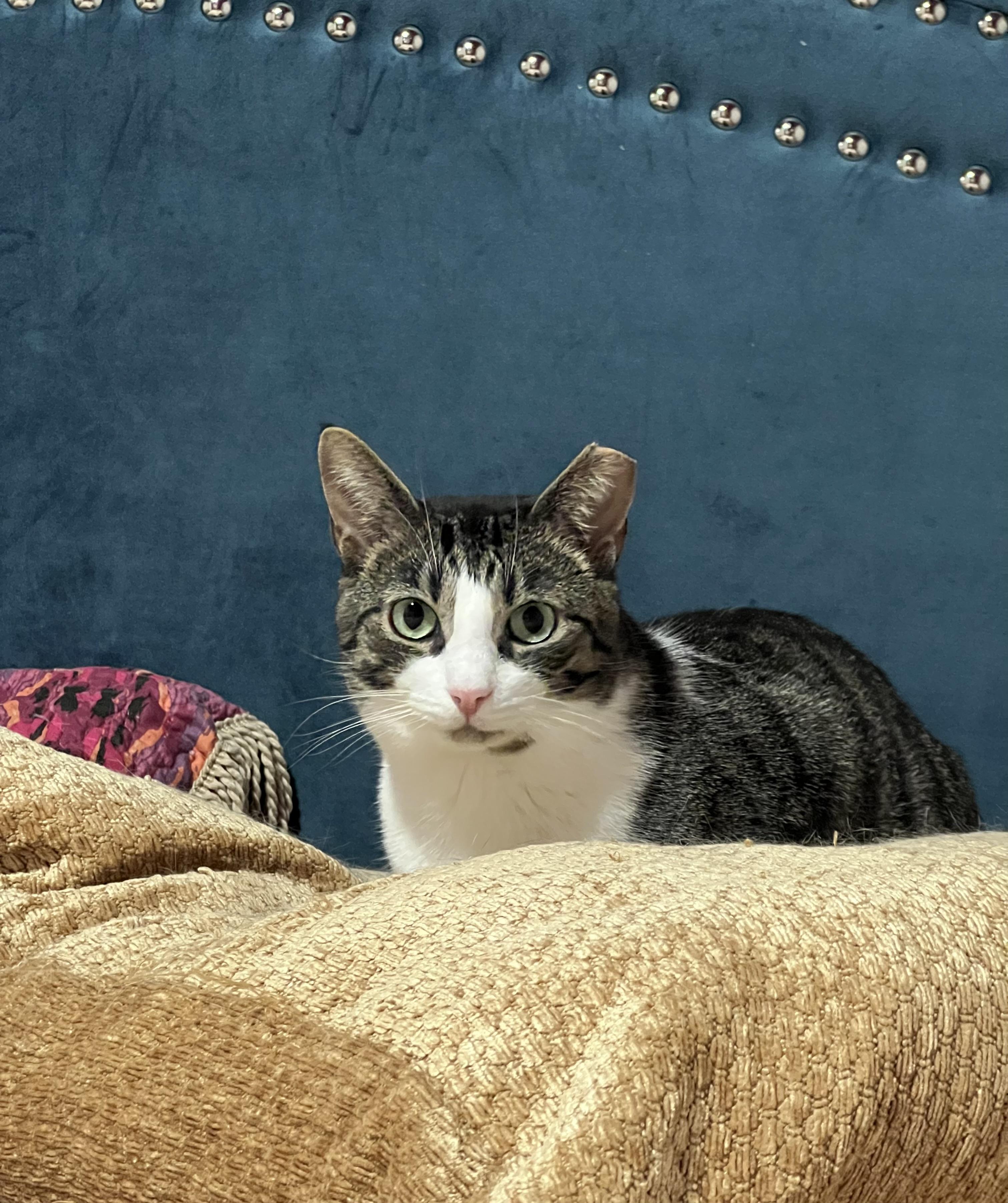 Enlarge Donna, a Adoptable Domestic Short Hair in Pittsburgh, PA image 4/6