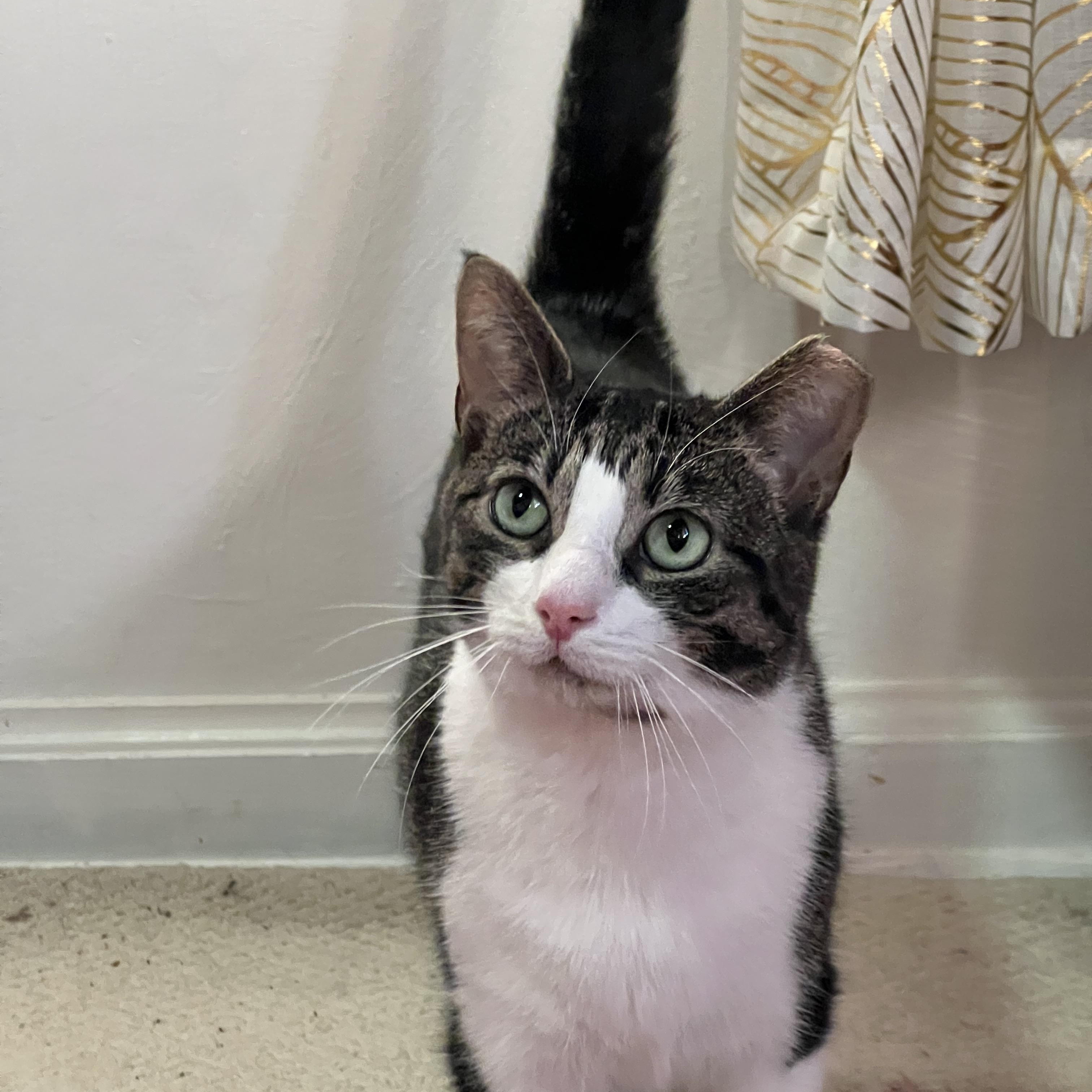 Enlarge Donna, a Adoptable Domestic Short Hair in Pittsburgh, PA image 1/6