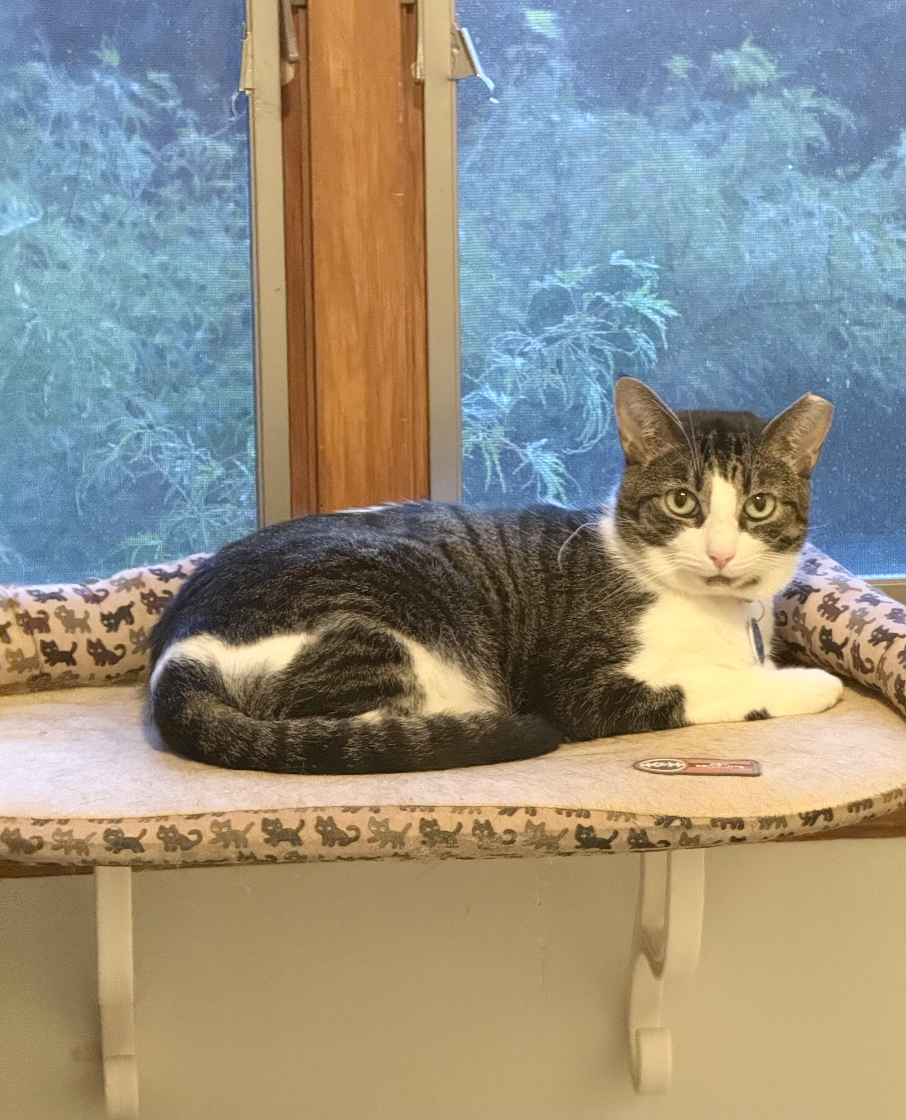 Enlarge Donna, a Adoptable Domestic Short Hair in Pittsburgh, PA image 2/6