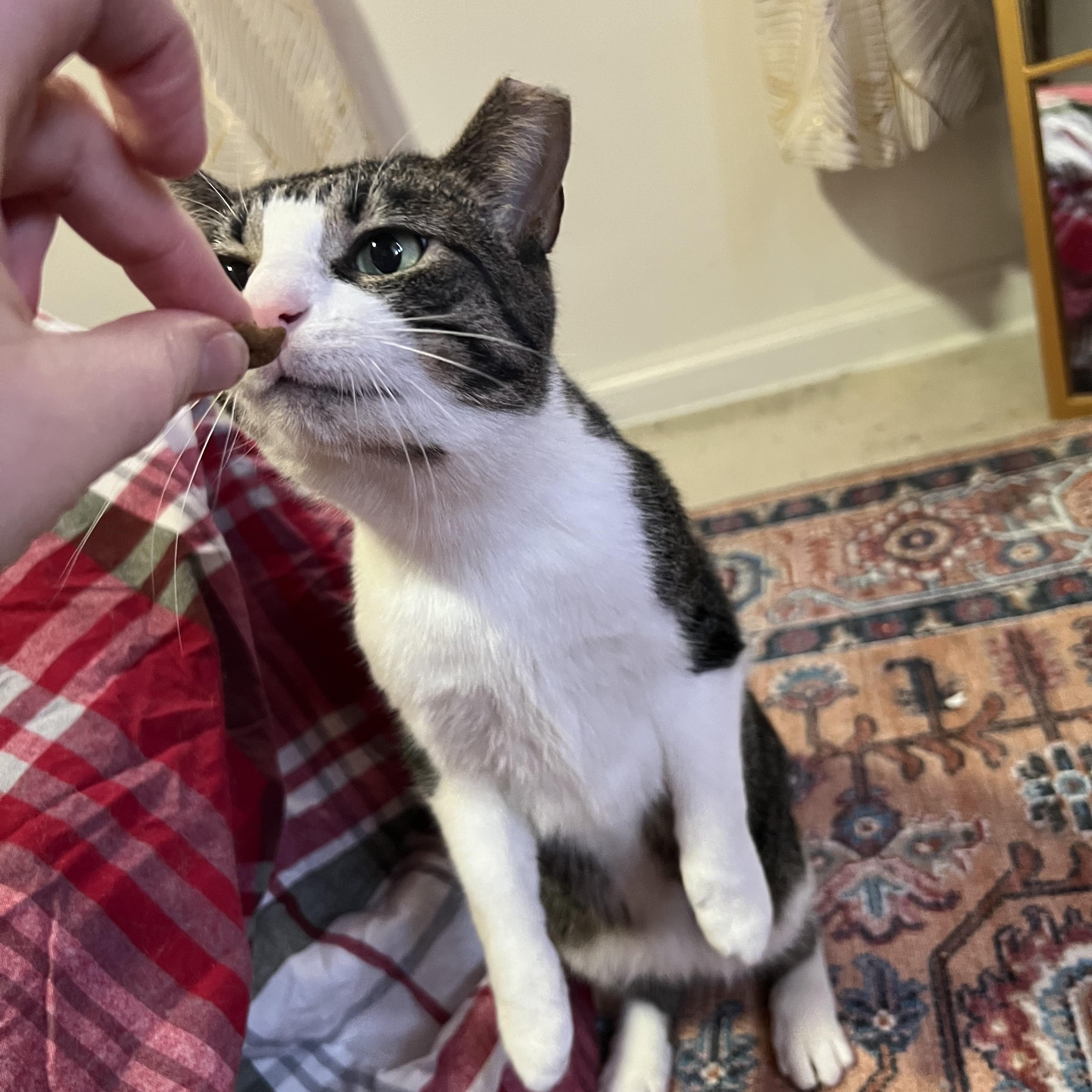 Enlarge Donna, a Adoptable Domestic Short Hair in Pittsburgh, PA image 5/6