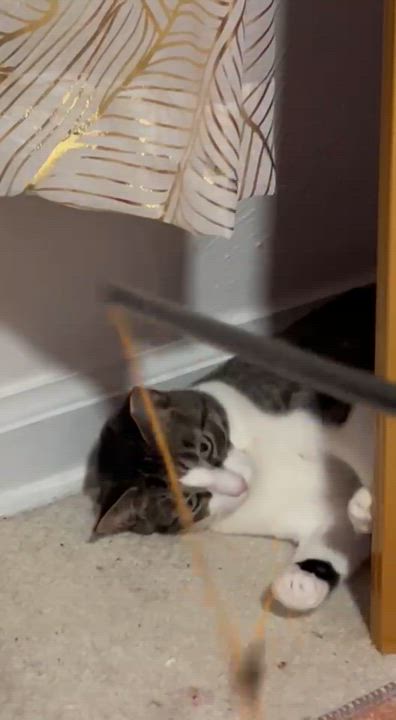 Enlarge Donna, a Adoptable Domestic Short Hair in Pittsburgh, PA video 3/6