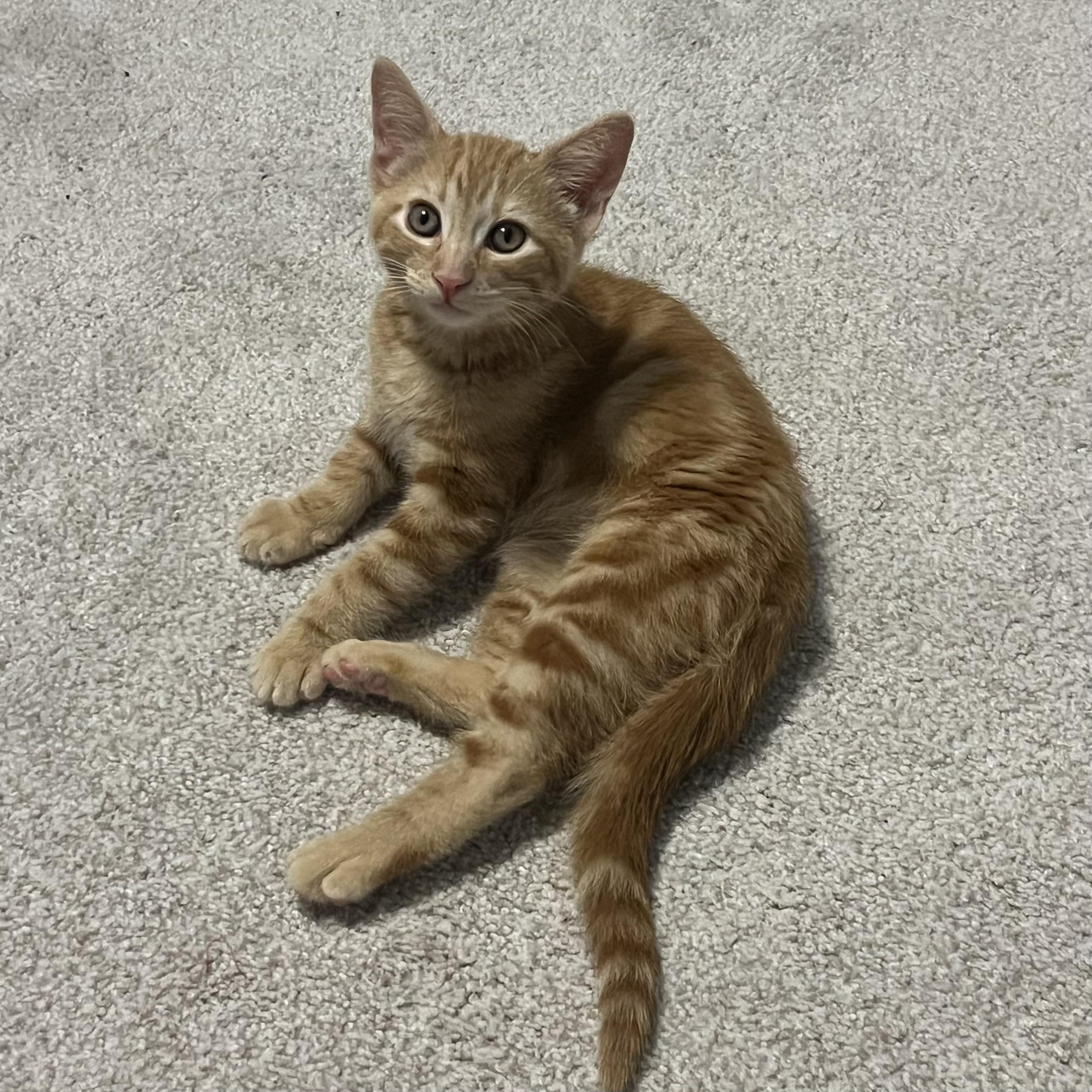 Enlarge Butch, a ADOPTABLE Domestic Short Hair in Bentonville, AR image 2/2