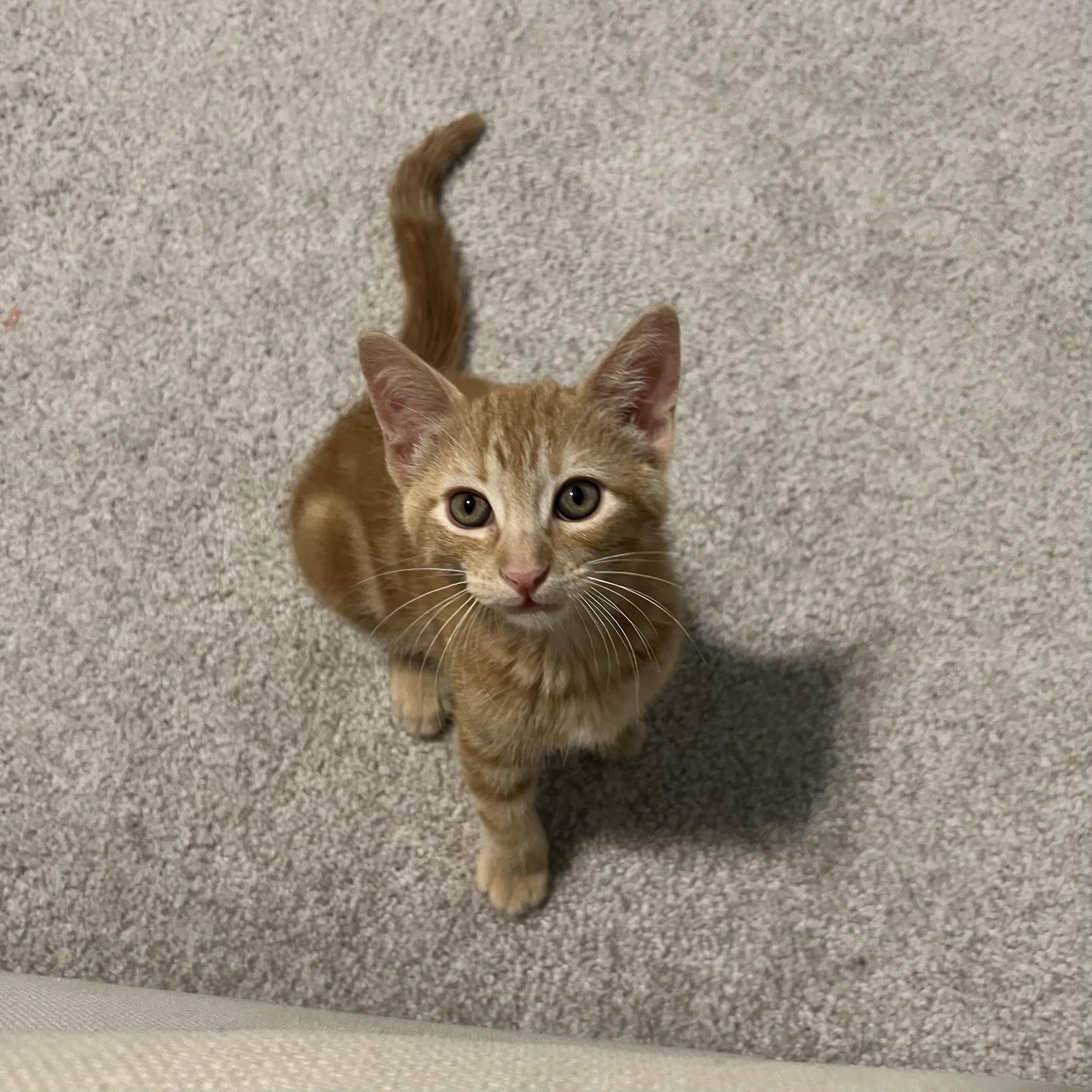 Butch, ADOPTABLE, Young Male Domestic Short Hair.