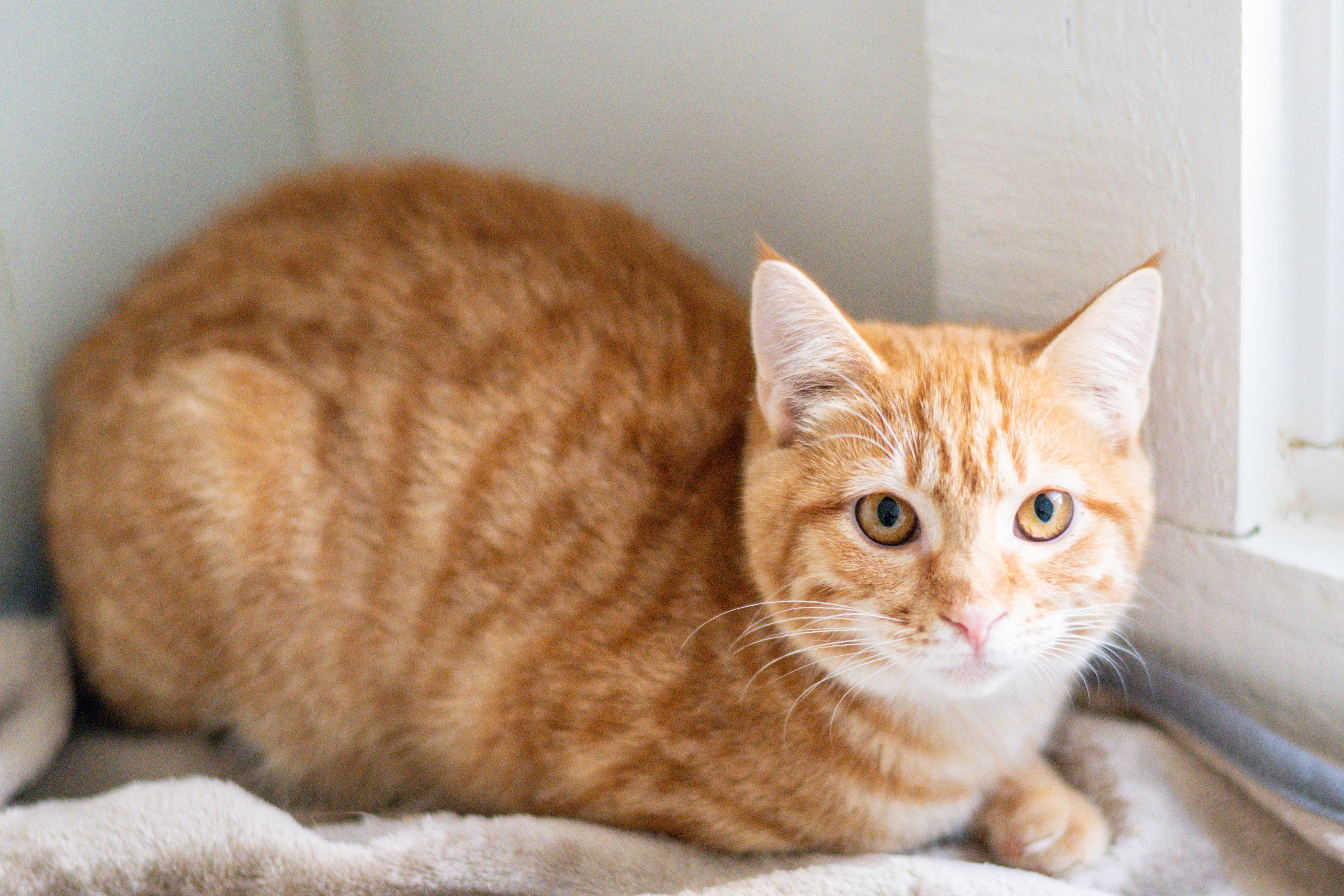 Enlarge Daphnis, a Adoptable mixed breed in Hilton Head Island, SC image 2/2