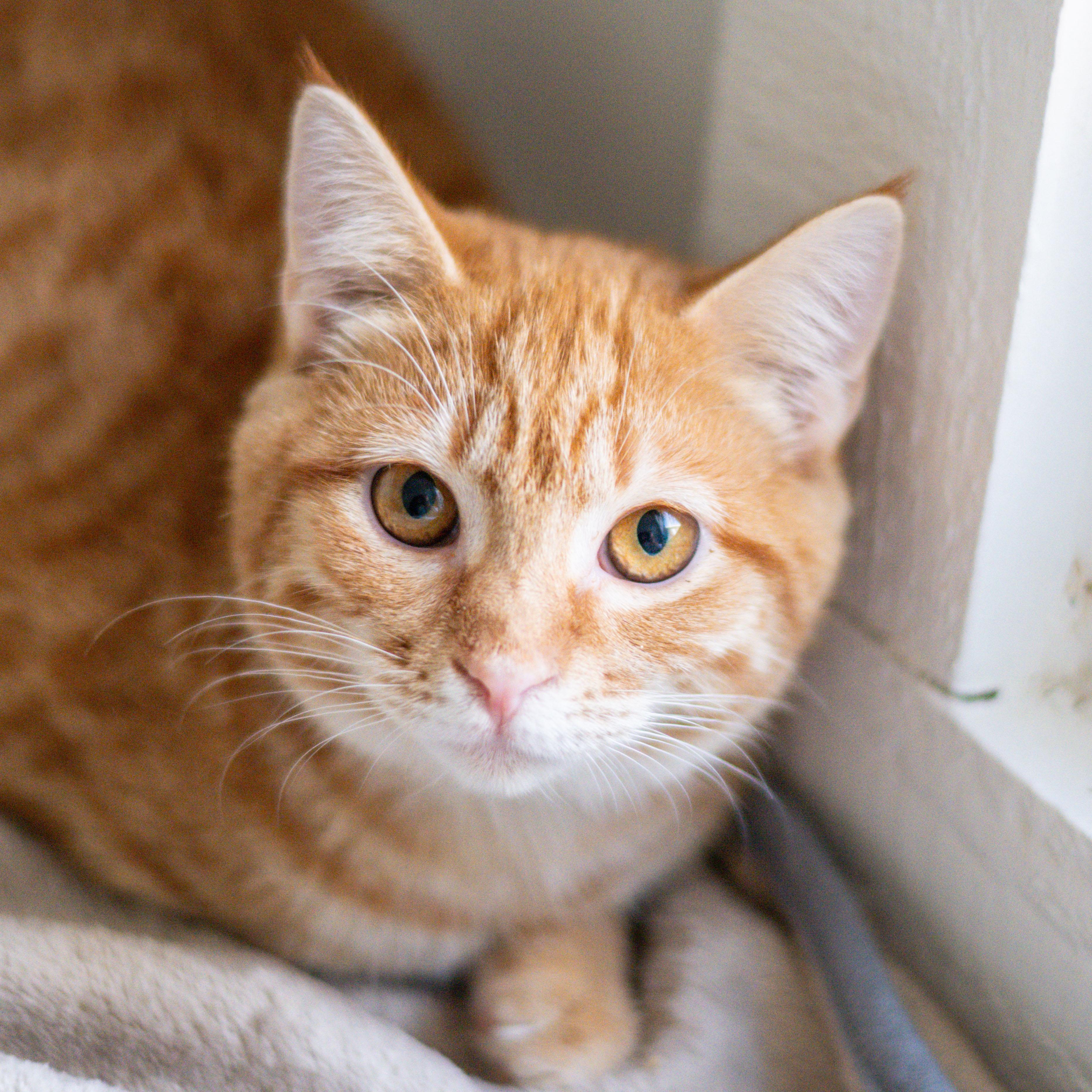 Enlarge Daphnis, a Adoptable mixed breed in Hilton Head Island, SC image 1/2