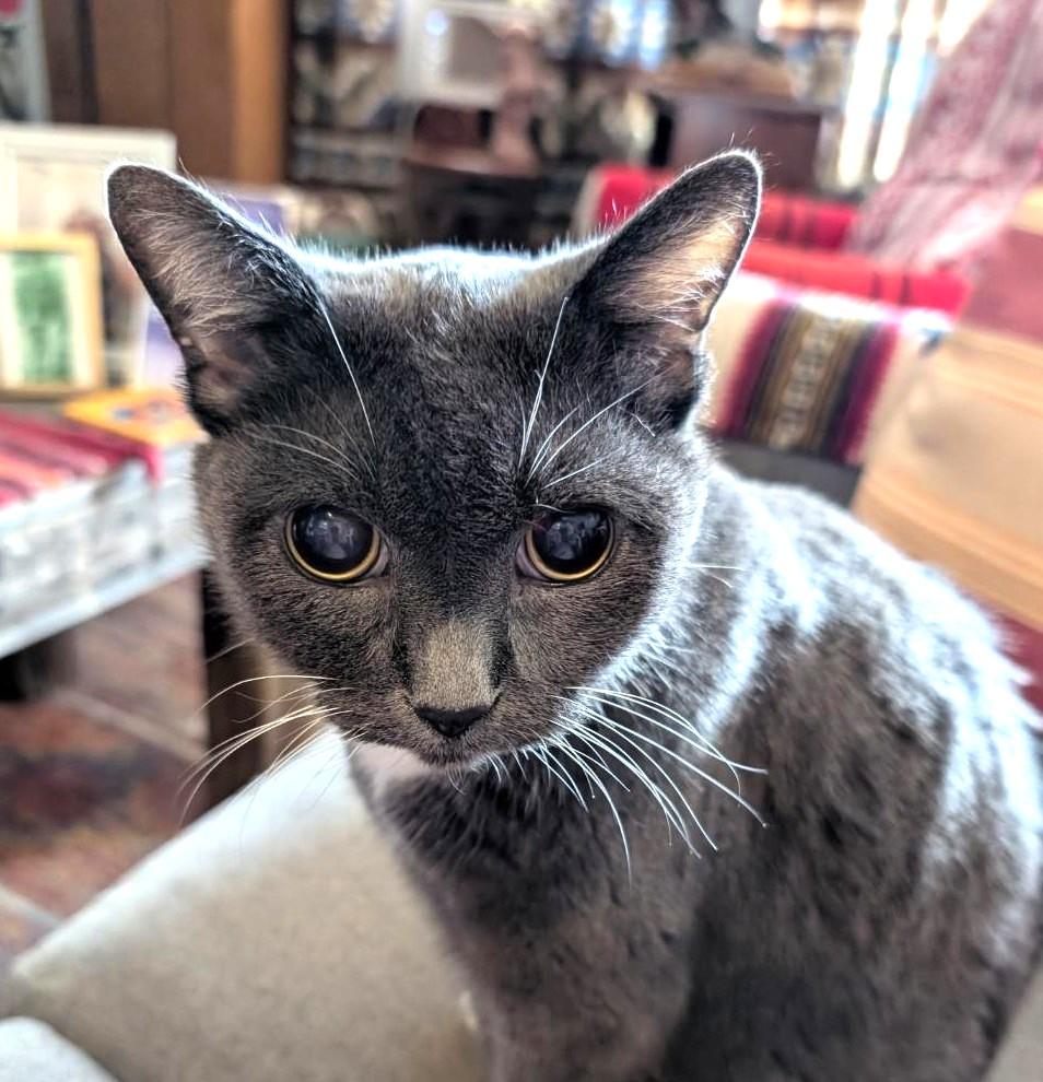 Boogs, Senior Female unknown