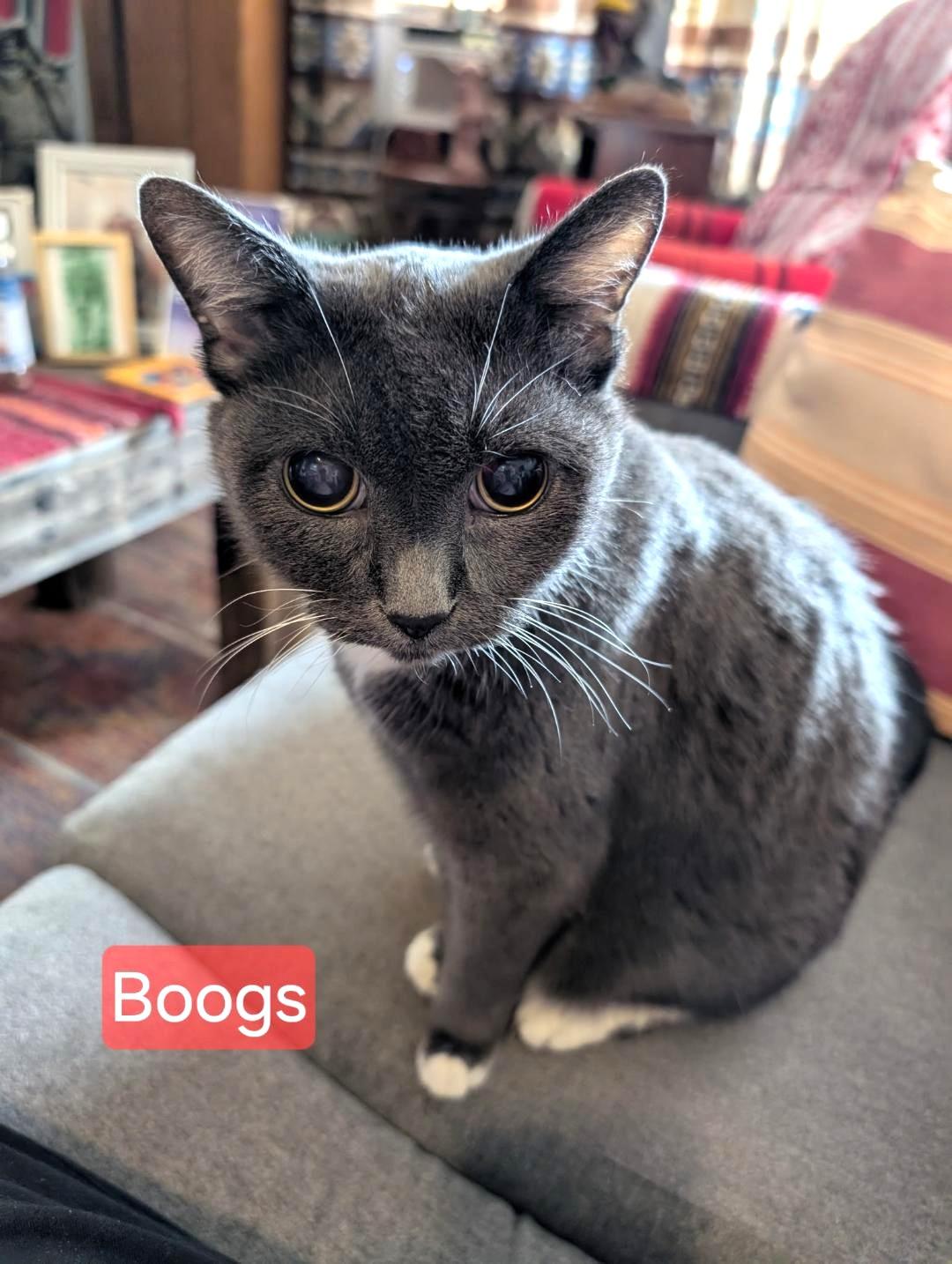 Boogs