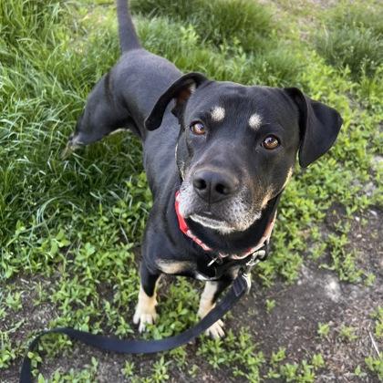 Jester, Adoptable, Adult Male Mixed Breed & Mixed Breed.