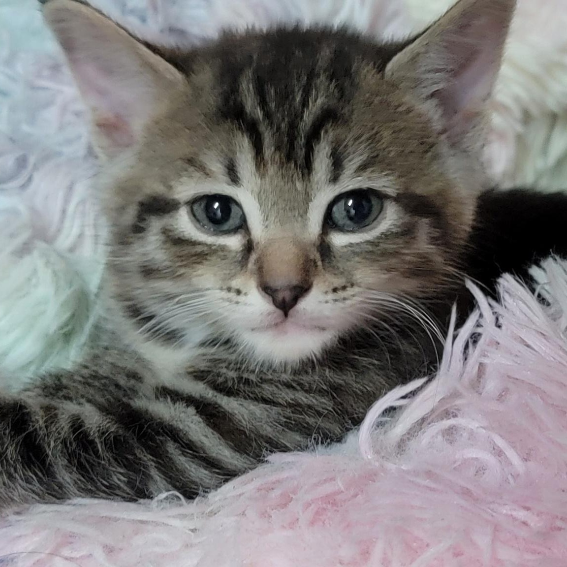 Midori- sibling to Olivia, Adoptable, Kitten Female Torbie.