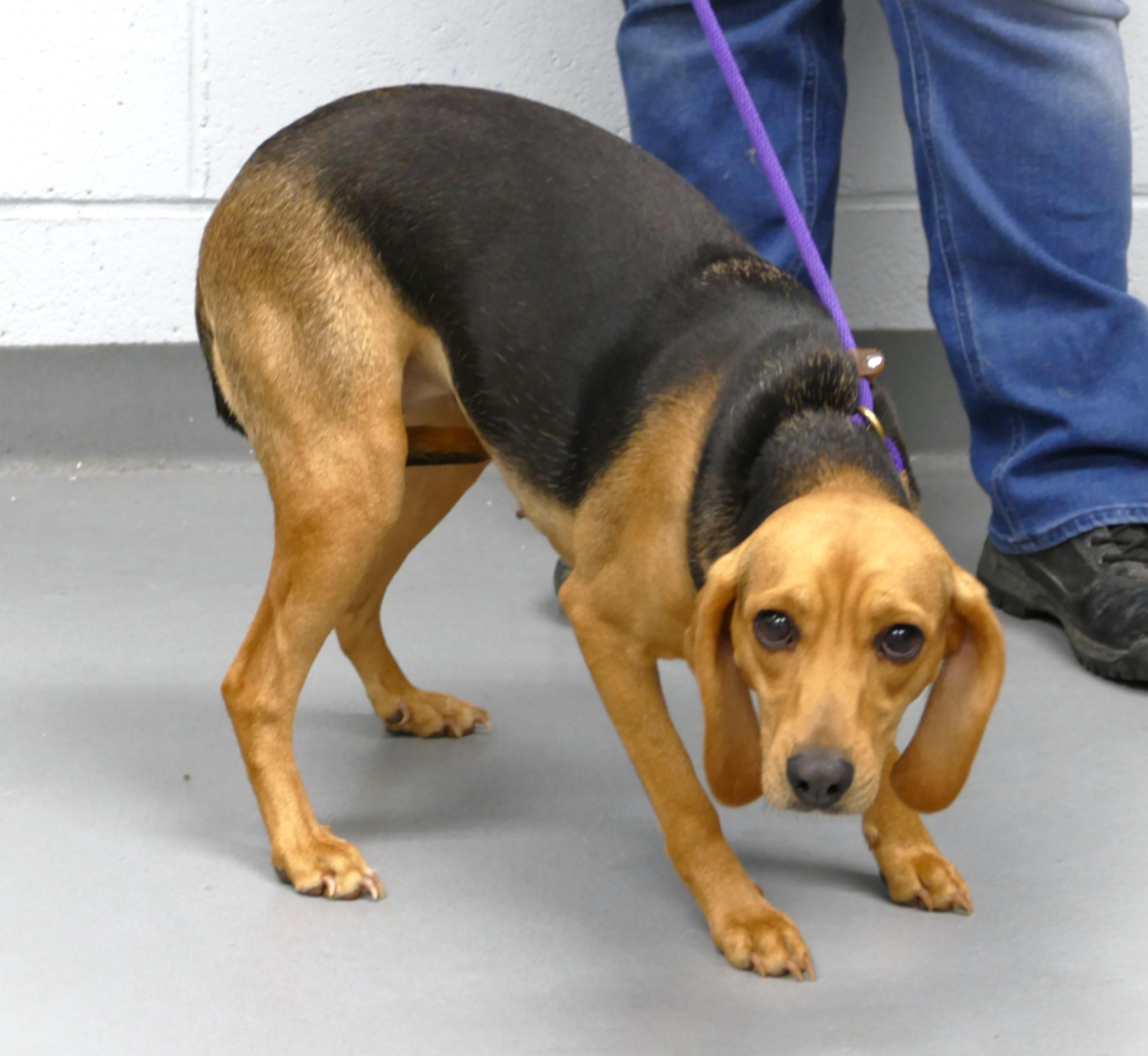 ISABELLE, ADOPTABLE, Adult Female Beagle.