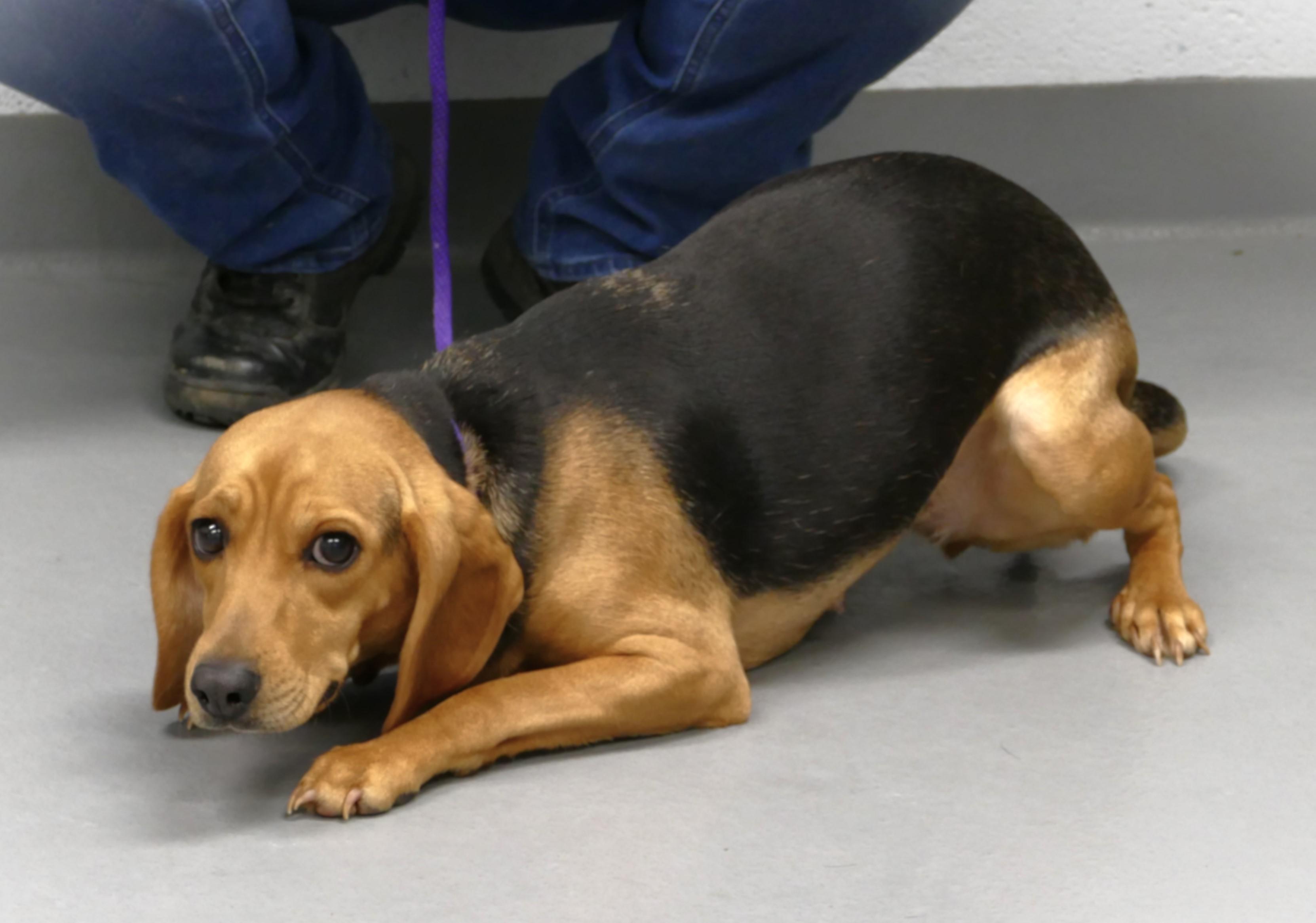 Enlarge ISABELLE, a ADOPTABLE Beagle in Beechbottom, WV image 2/4