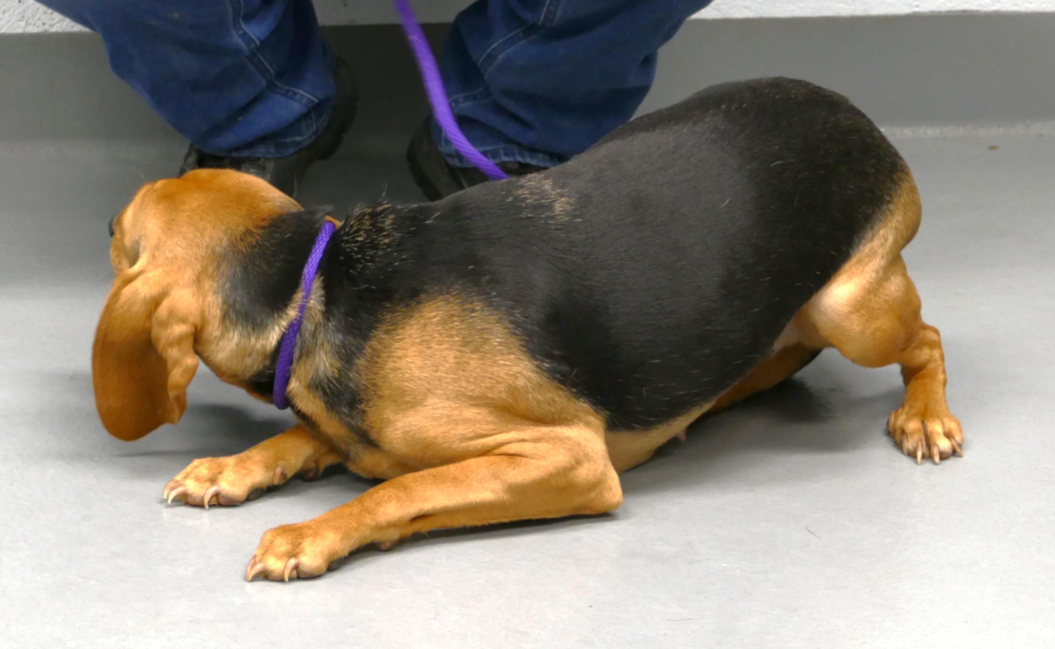 Enlarge ISABELLE, a ADOPTABLE Beagle in Beechbottom, WV image 4/4