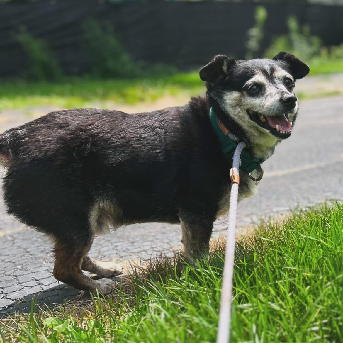 Mellow, adoptable, Senior Male Chihuahua.