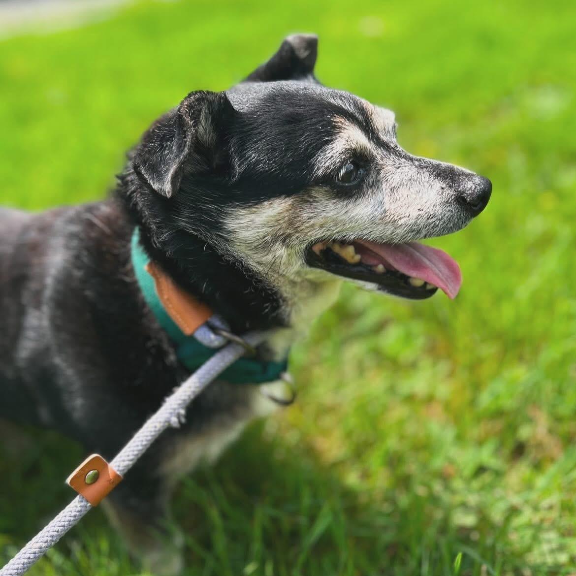 Enlarge Mellow, an adoptable mixed breed in West Falls, NY image 2/3