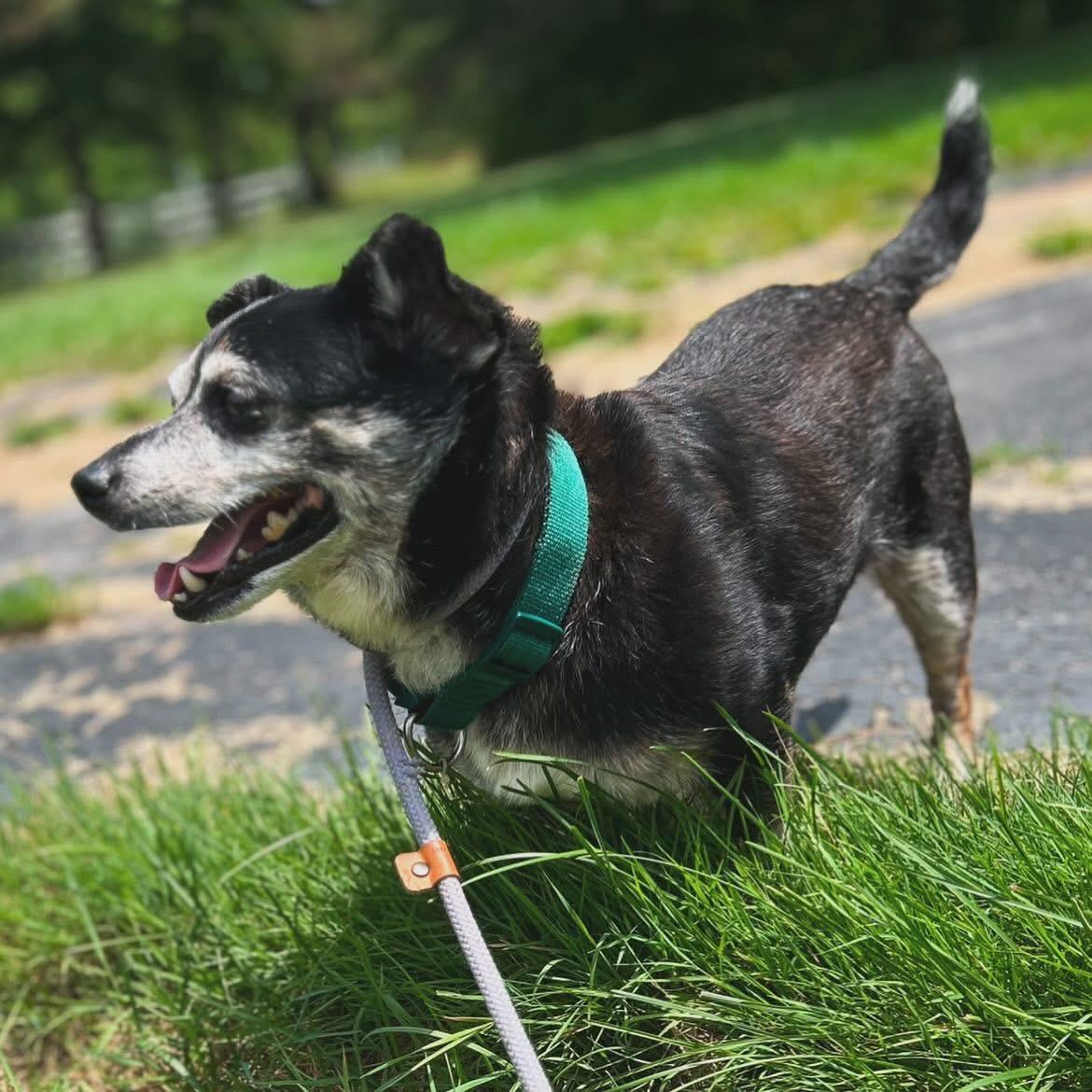 Enlarge Mellow, an adoptable mixed breed in West Falls, NY image 3/3