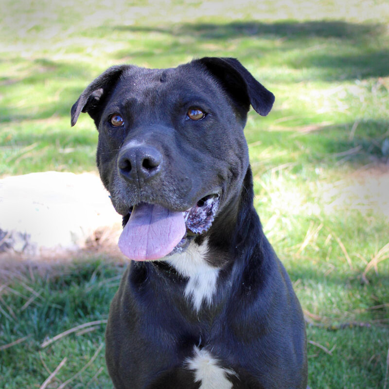 Enlarge Kova, a Adoptable mixed breed in Mountain Center, CA image 1/10