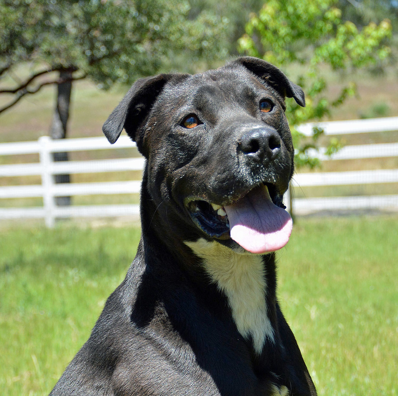 Enlarge Kova, a Adoptable mixed breed in Mountain Center, CA image 2/10