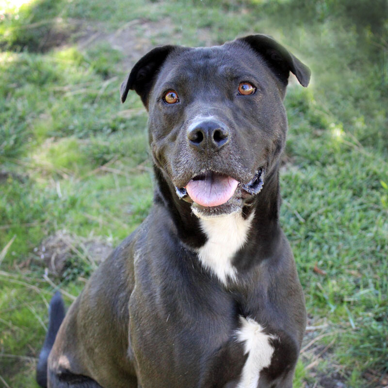 Enlarge Kova, a Adoptable mixed breed in Mountain Center, CA image 3/10