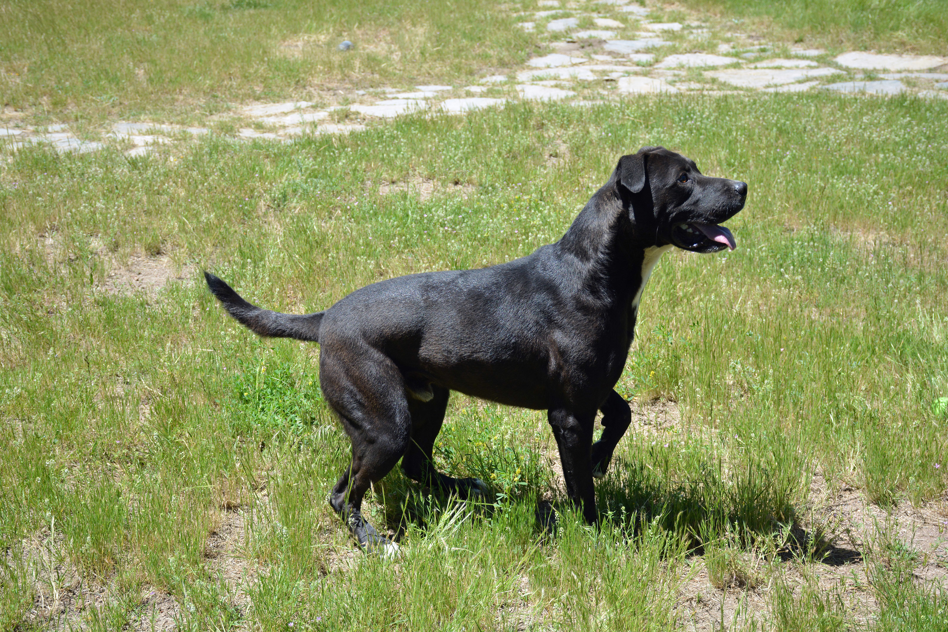 Enlarge Kova, a Adoptable mixed breed in Mountain Center, CA image 4/10