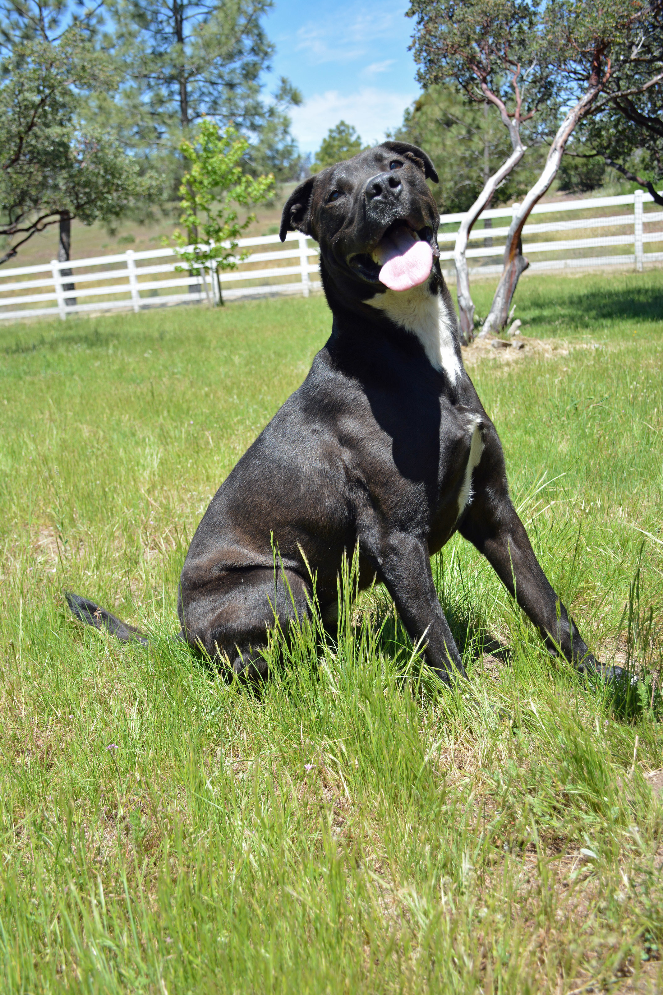 Enlarge Kova, a Adoptable mixed breed in Mountain Center, CA image 5/10