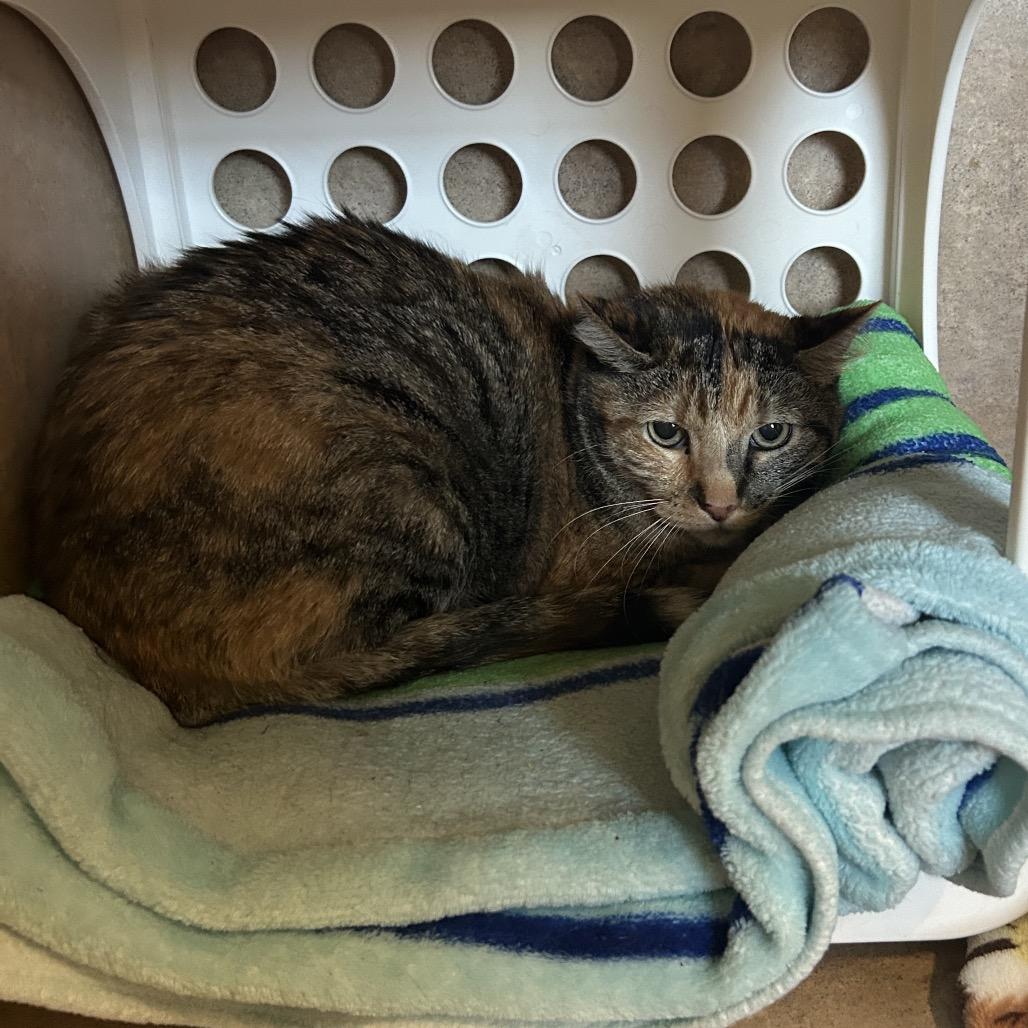Enlarge Jazz, a Adoptable Domestic Short Hair in Port Richey, FL image 2/3
