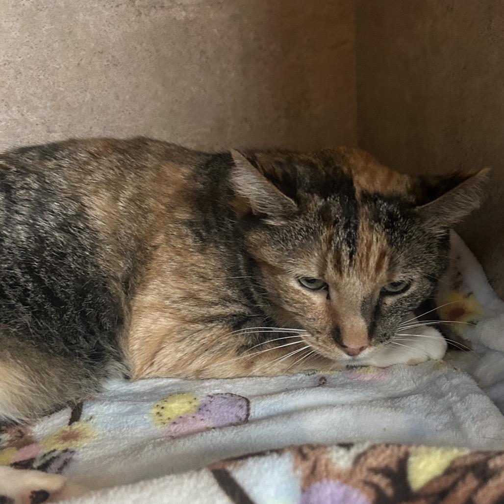 Enlarge Jazz, a Adoptable Domestic Short Hair in Port Richey, FL image 3/3