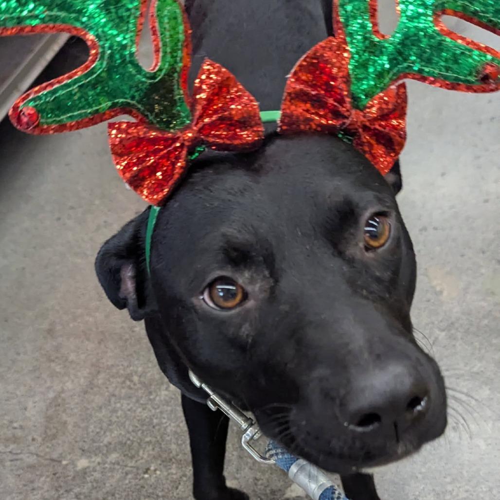 Enlarge Stella, a Adoptable Mixed Breed in Volcano, HI image 1/6