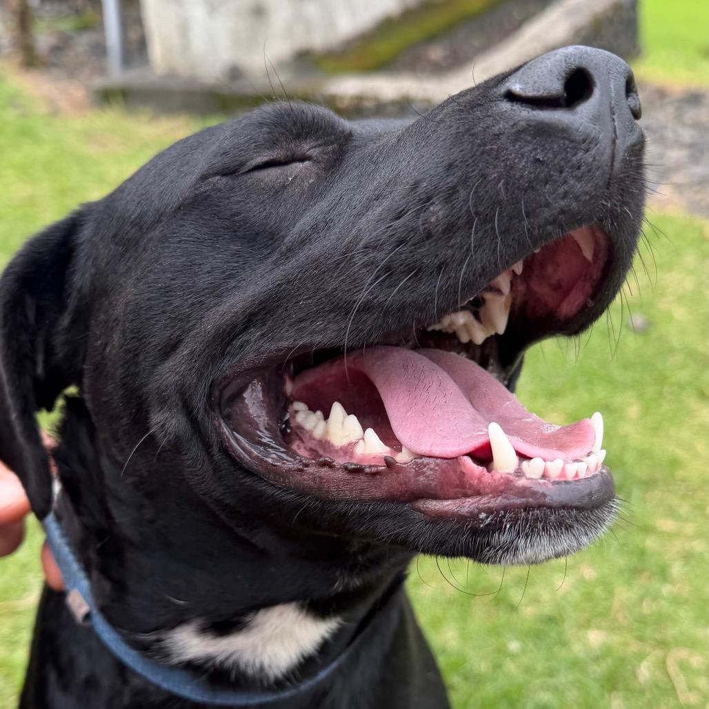 Enlarge Stella, a Adoptable Mixed Breed in Volcano, HI image 1/6