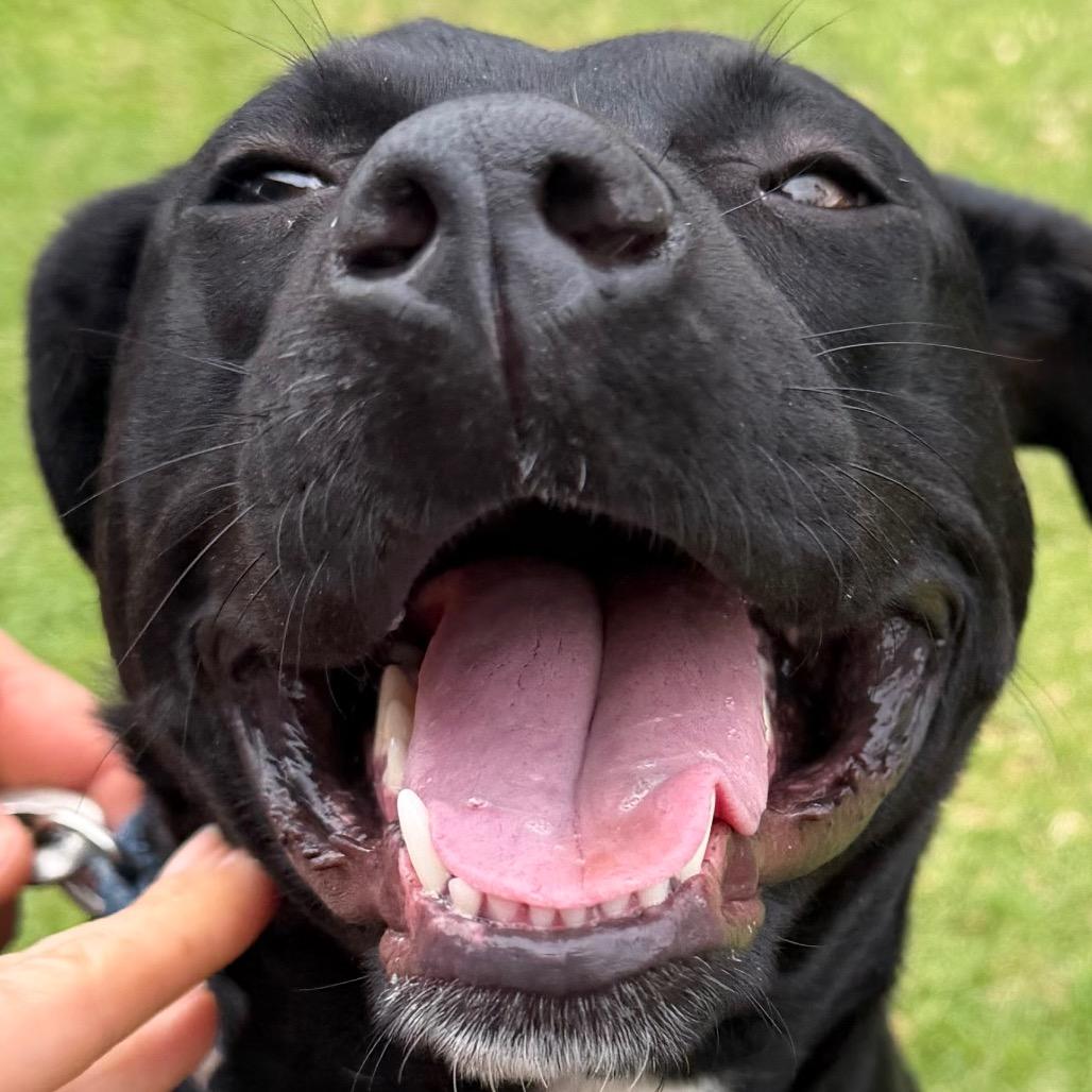 Enlarge Stella, a Adoptable Mixed Breed in Volcano, HI image 3/6
