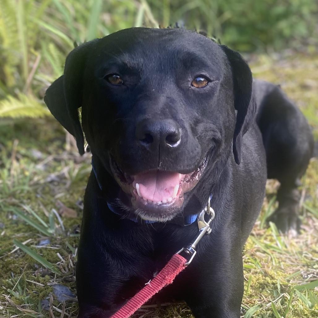 Enlarge Stella, a Adoptable Mixed Breed in Volcano, HI image 2/6