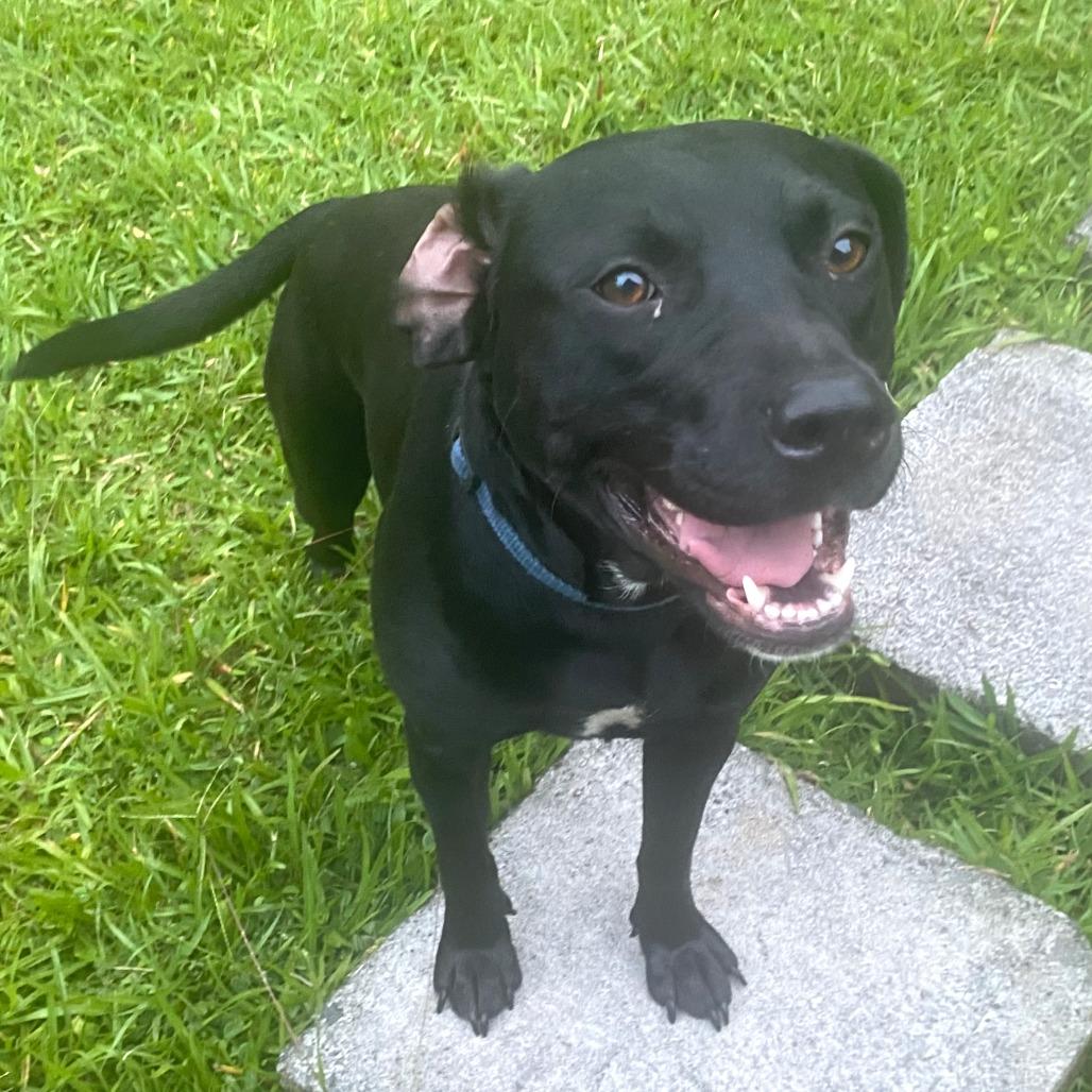 Enlarge Stella, a Adoptable Mixed Breed in Volcano, HI image 3/6