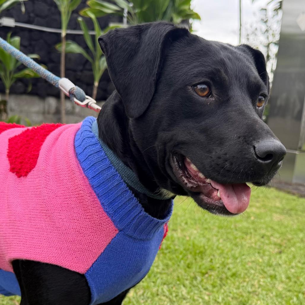 Enlarge Stella, a Adoptable Mixed Breed in Volcano, HI image 4/6