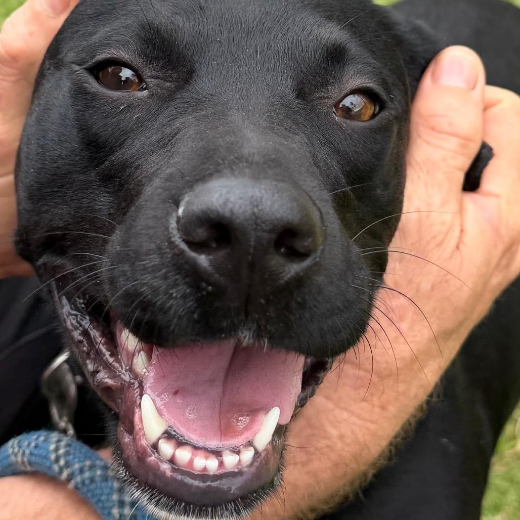 Enlarge Stella, a Adoptable Mixed Breed in Volcano, HI image 4/6