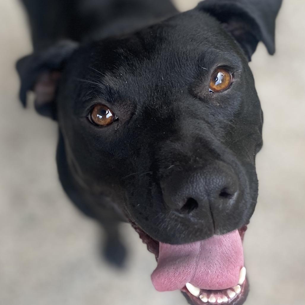 Enlarge Stella, a Adoptable Mixed Breed in Volcano, HI image 5/6