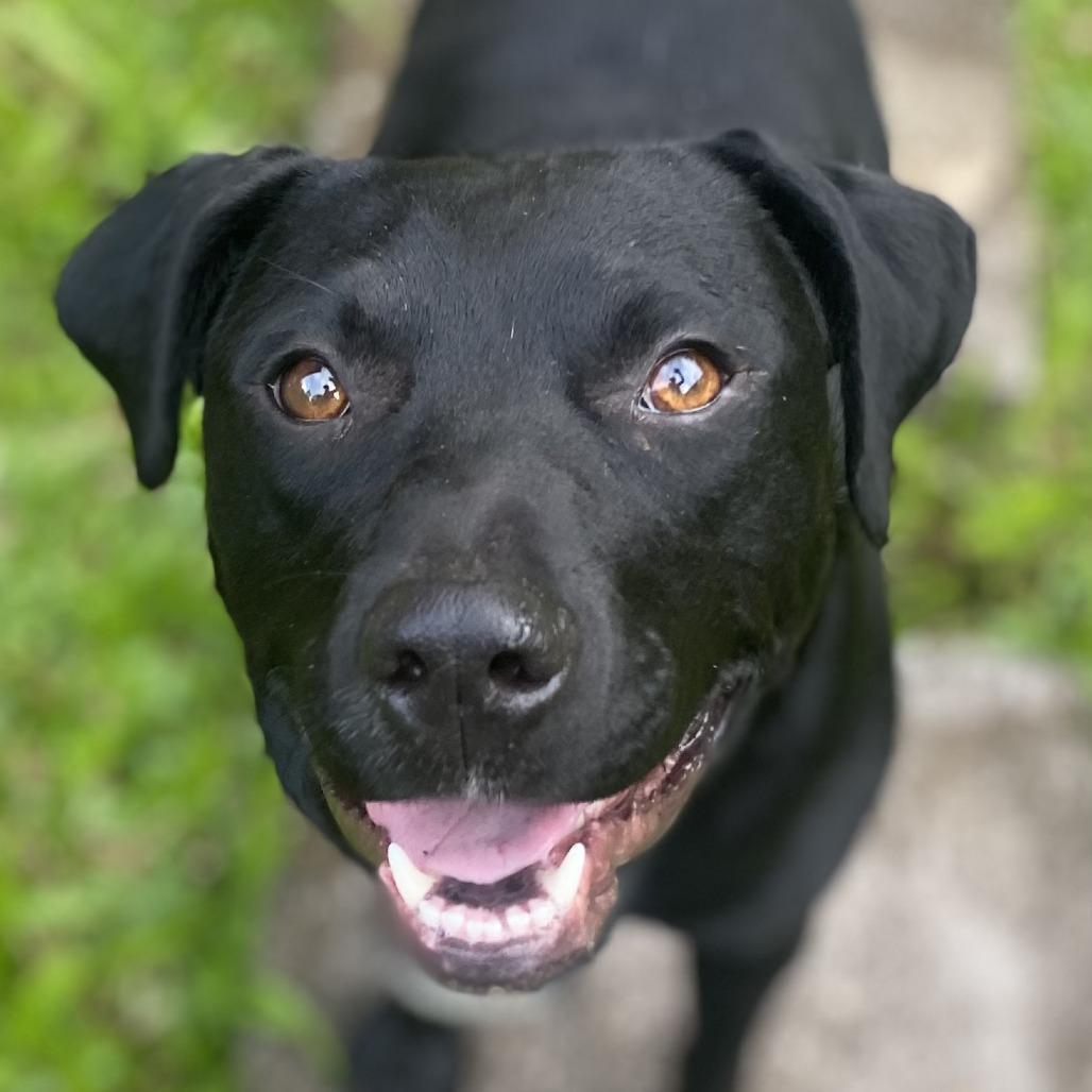 Enlarge Stella, a Adoptable Mixed Breed in Volcano, HI image 6/6
