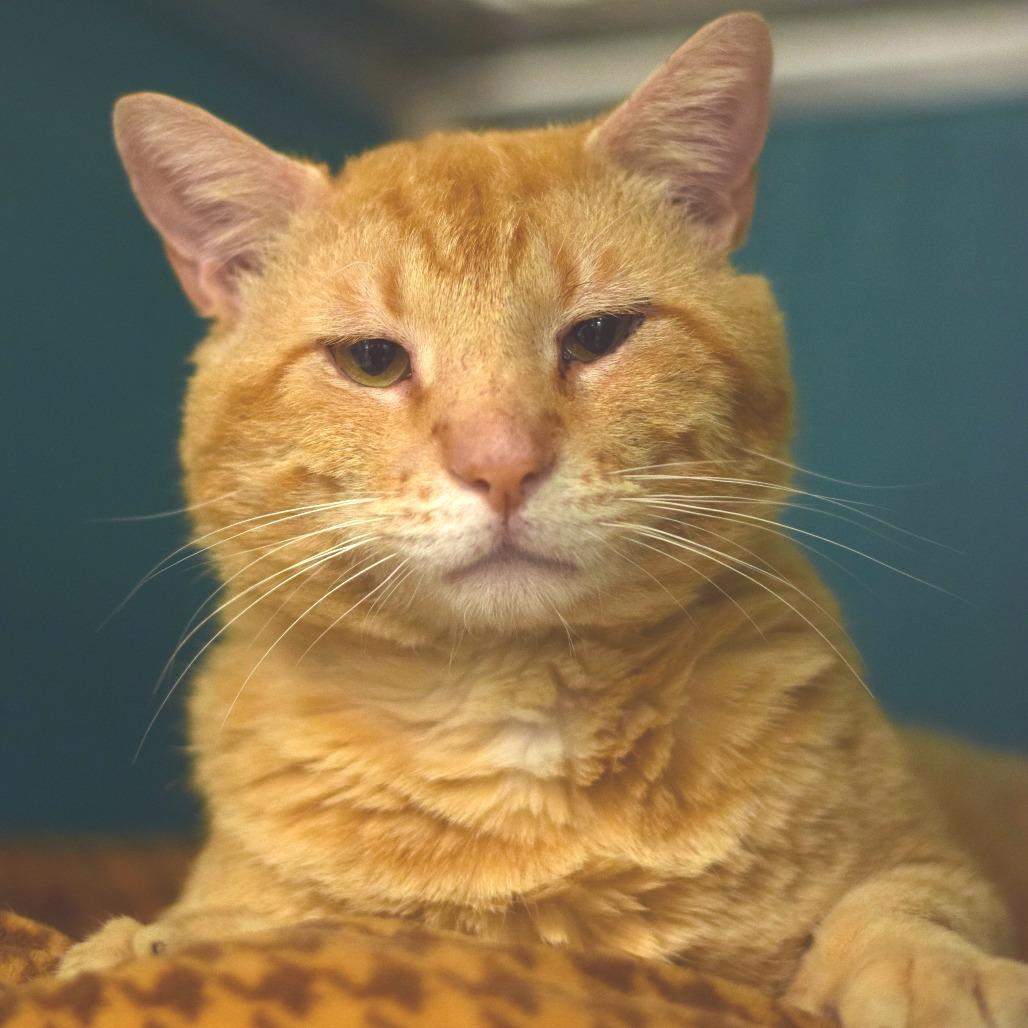 Morris, Adoptable, Adult Male Domestic Short Hair.