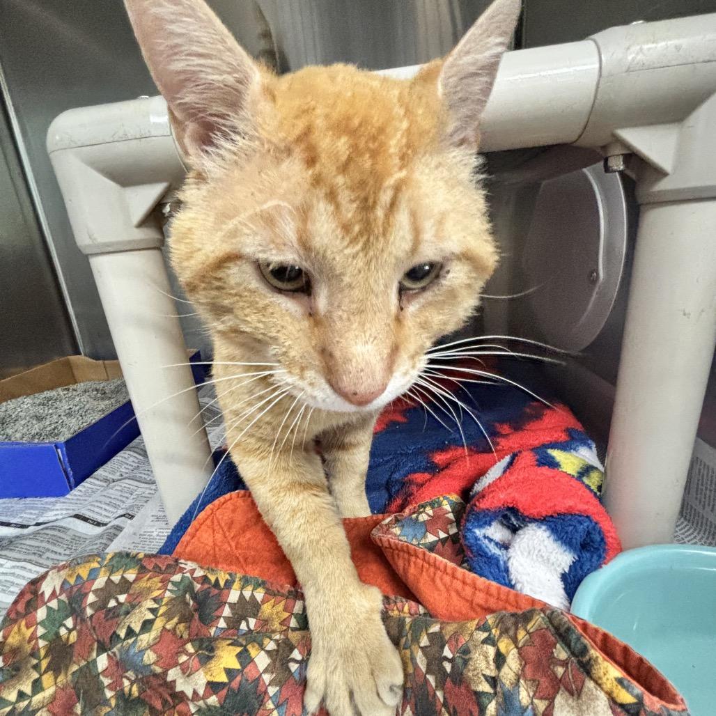 Enlarge Morris, a Adoptable Domestic Short Hair in Belleville, IL image 2/2