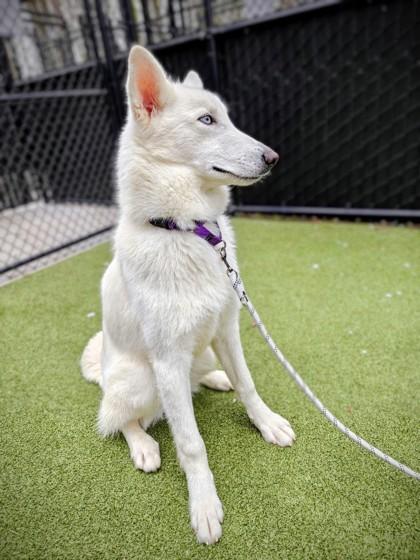 Taz, Adoptable, Young Male German Shepherd Dog & Siberian Husky.