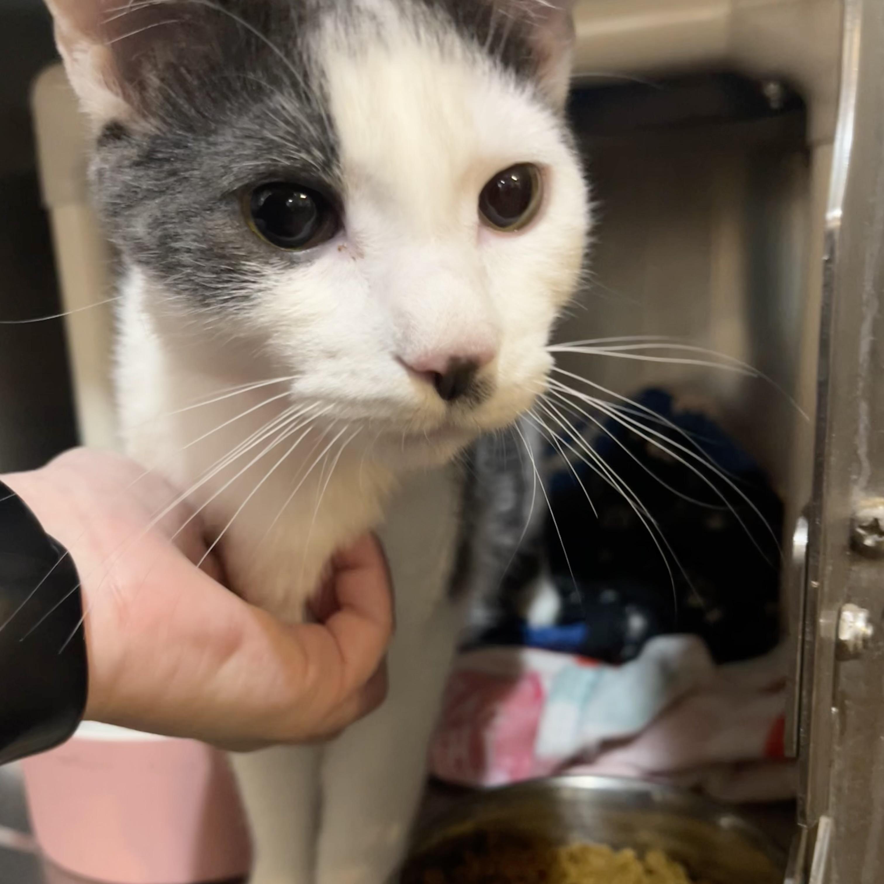 Enlarge Andi, an adopted Domestic Short Hair in Syracuse, NY image 1/1