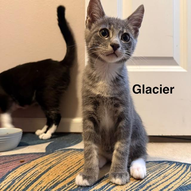 Enlarge Glacier, a Adoptable Domestic Short Hair in Olympia, WA image 1/2