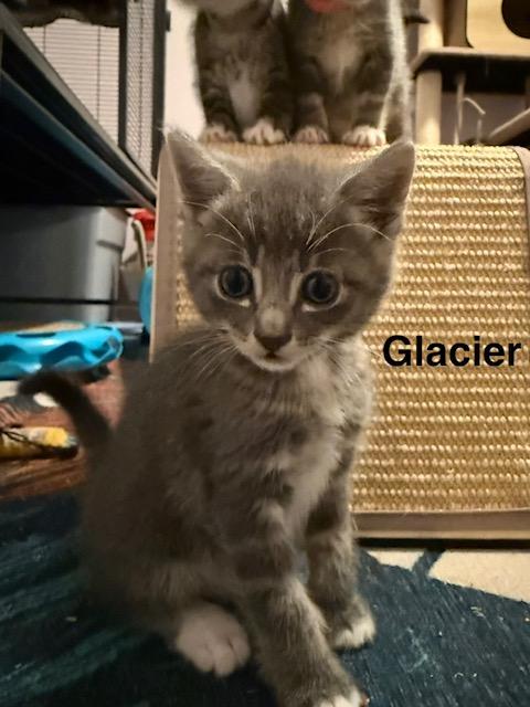 Enlarge Glacier, a Adoptable Domestic Short Hair in Olympia, WA image 2/2